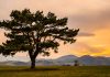 Yggdrasil ‘wholly committed’ to Danish market with supplier licence Yggdrasil