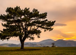 Yggdrasil ‘wholly committed’ to Danish market with supplier licence Yggdrasil