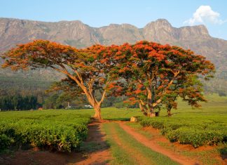 888Bets enhances African footprint in Malawi