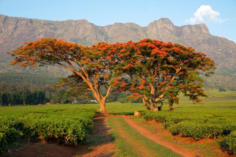 888Bets enhances African footprint in Malawi