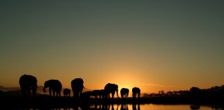 Betika boosts South African expansion with Galaxys