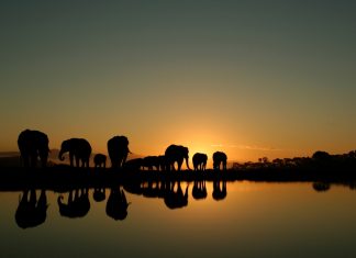 Betika boosts South African expansion with Galaxys