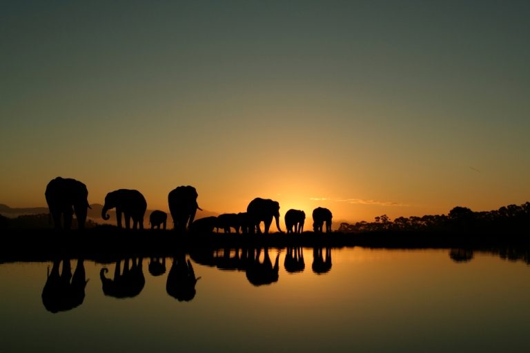 Betika boosts South African expansion with Galaxys 