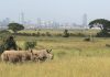 Rhino Bet confirms closure of UK operations