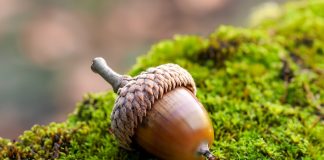 3 Oaks Gaming makes UK slots debut with BVGroup Acorn as 3 Oaks Gaming makes UK slots debut with BVGroup