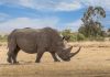 BVGroup inks landmark SaaS partnership with Rhino Entertainment Rhino