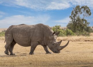 BVGroup inks landmark SaaS partnership with Rhino Entertainment Rhino