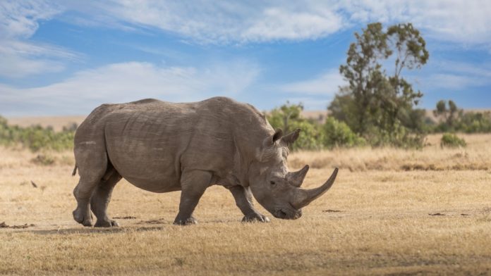 Rhino
