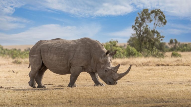 Rhino