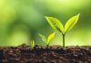 Swintt pursues regulated market growth with Play North link-up Stages of plants growth, as evidenced by Swintt in the regulated market