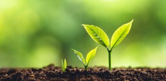 Swintt pursues regulated market growth with Play North link-up Stages of plants growth, as evidenced by Swintt in the regulated market