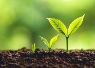 Swintt pursues regulated market growth with Play North link-up Stages of plants growth, as evidenced by Swintt in the regulated market