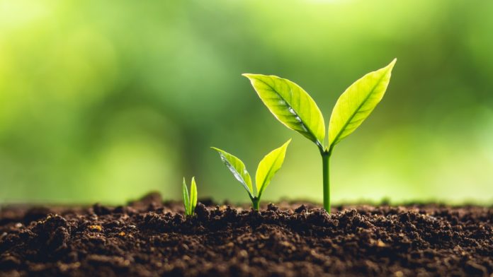 swintt-play-north-partnership Stages of plants growth, as evidenced by Swintt in the regulated market