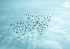 Irish regulator GRAI continues European MoU expansion Birds flying