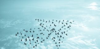 Irish regulator GRAI continues European MoU expansion Birds flying