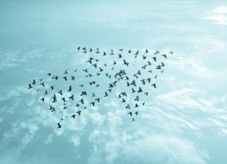 Irish regulator GRAI continues European MoU expansion Birds flying