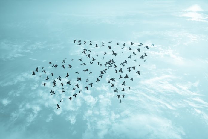Irish-gambling-regulator-continues-European-MoU-expansion Birds flying