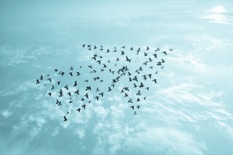 Birds flying