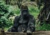 Blueprint’s Kong 3 gets exclusive bet365 launch Kong gets bet365 launch