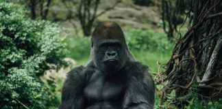 Blueprint’s Kong 3 gets exclusive bet365 launch Kong gets bet365 launch
