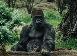Blueprint’s Kong 3 gets exclusive bet365 launch Kong gets bet365 launch