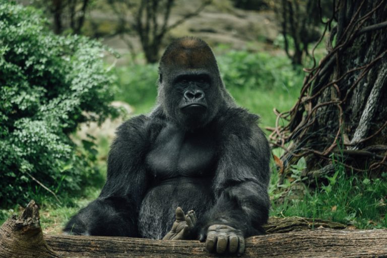 Kong gets bet365 launch