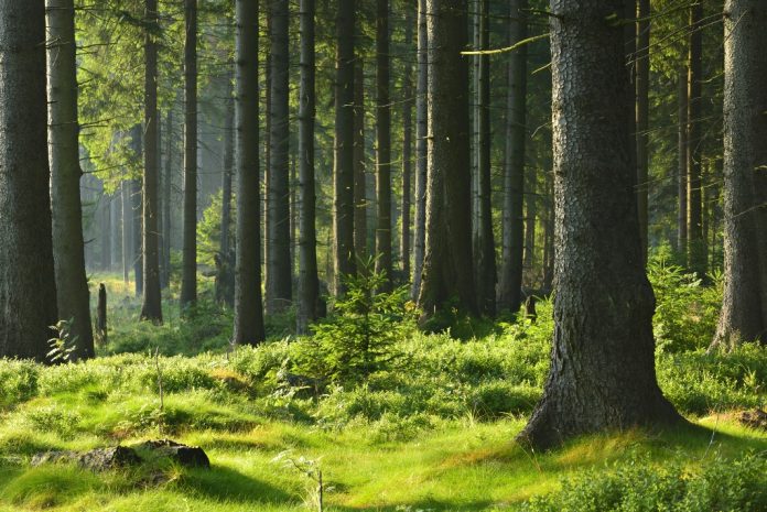 Woods
