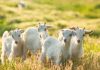 Goatz.com readies for launch with Elantil partnership Goats in a field