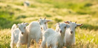 Goatz.com readies for launch with Elantil partnership Goats in a field