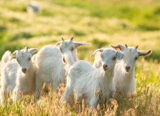 Goatz.com readies for launch with Elantil partnership Goats in a field