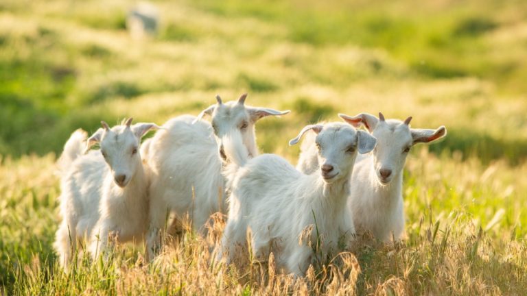 Goats in a field