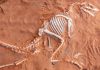 The Philippines gaming inquiry – how the industry has reached the brink of extinction Dinosaur fossil