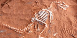 The Philippines gaming inquiry – how the industry has reached the brink of extinction Dinosaur fossil