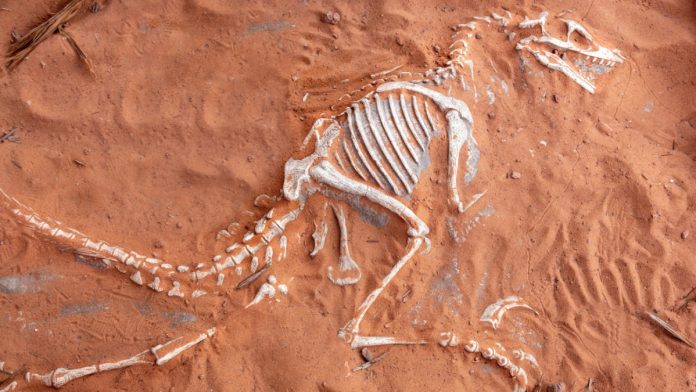 philippines-gaming-inquiry-(1) Dinosaur fossil