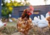 Flutter Studios to debut Chicken Blast slot on PokerStars’ The SlotList Chicken