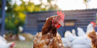 Flutter Studios to debut Chicken Blast slot on PokerStars’ The SlotList Chicken