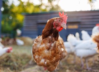 Flutter Studios to debut Chicken Blast slot on PokerStars’ The SlotList Chicken