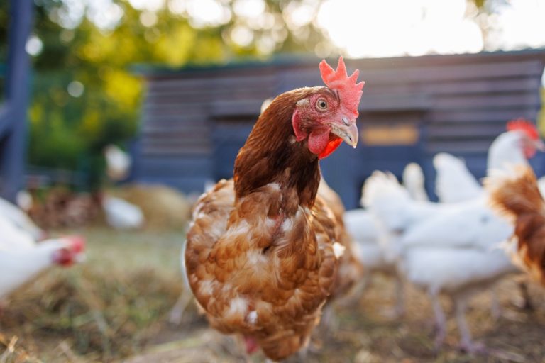 Chicken
