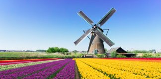 Starcasino grows content in the Netherlands with 3 Oaks Gaming Netherlands