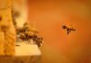iGaming Tracker: the animal themed title that pushed to number 1 in July Bees swarming