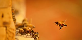 iGaming Tracker: the animal themed title that pushed to number 1 in July Bees swarming