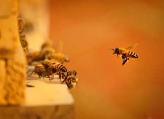 iGaming Tracker: the animal themed title that pushed to number 1 in July Bees swarming