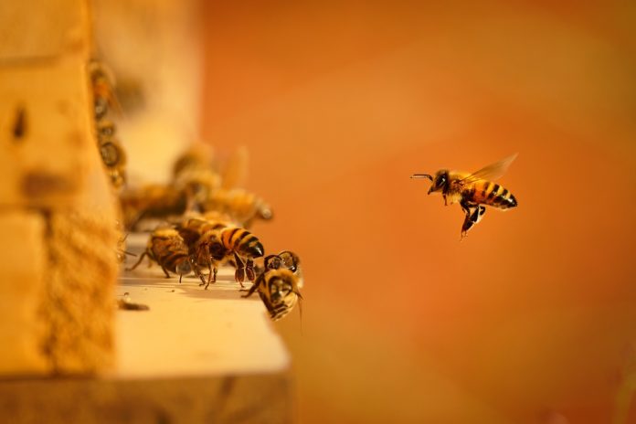 Bees Swarming Bees swarming