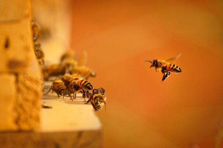 Bees swarming