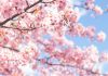 Could Japan’s Iron Lady be for turning on iGaming regulation? Japan set for casino shift?