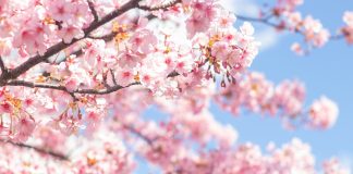 Could Japan’s Iron Lady be for turning on iGaming regulation? Japan set for casino shift?