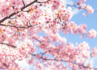 Could Japan’s Iron Lady be for turning on iGaming regulation? Japan set for casino shift?