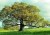 3 Oaks Gaming strengthens Italian presence with BetFlag Oak tree