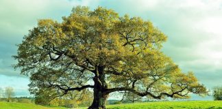 3 Oaks Gaming strengthens Italian presence with BetFlag Oak tree