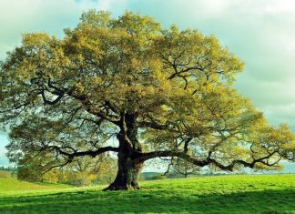 3 Oaks Gaming strengthens Italian presence with BetFlag Oak tree